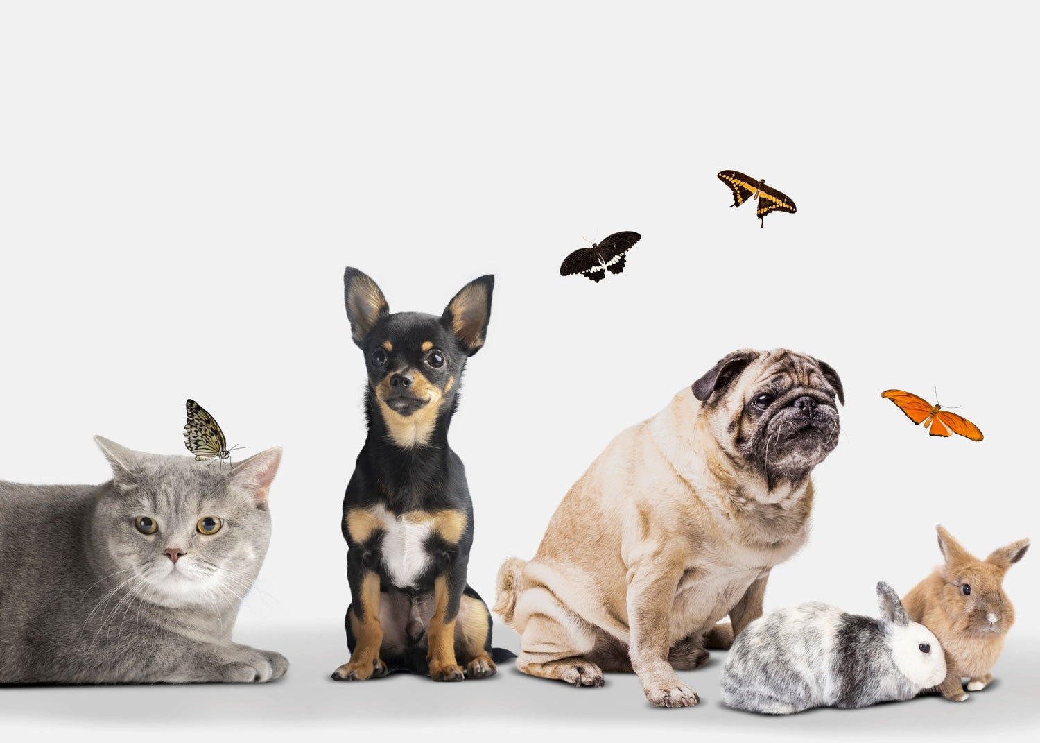 Altri animali domestici